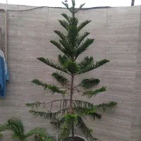 کاج مطبق