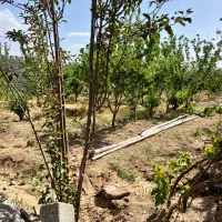 زمین-200متری-باغی-با-درخت-قلعه-سفید