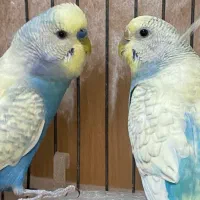 یک جفت مرغ عشق مولد