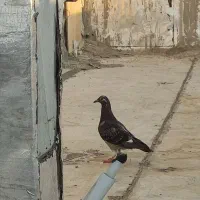 جوجه قره کوهی