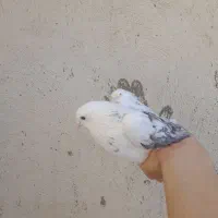 ۴تا کفتر پرشی کاکلی و بی کاکل