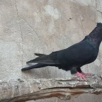 کبوتر زاغ آبادانی طوقی