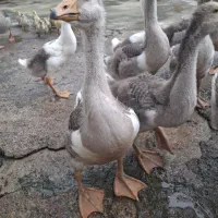 غاز۴ماهه