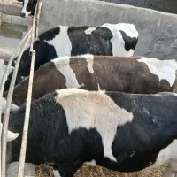 جنگ گوساله تلیسه