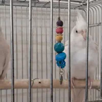 یک جفت عروس هلندی آلبینو مولد