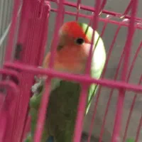 کوتوله برزیلی نر رنگ سبز صورت هلویی