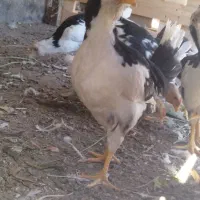 جوجه خروس پنگوئنی