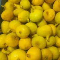 انجیر تازه و شیرین