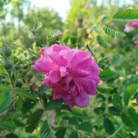 گل محمدی خوش عطر مخصوص گلاب و مربا
