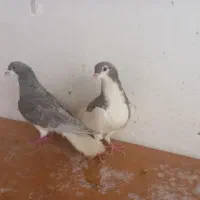 شهری الماسی