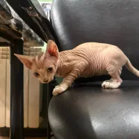 بچه گربه اسفنکس