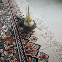 عروس هلندی