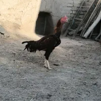 خروس لاری