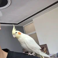 عروس هلندی دستی