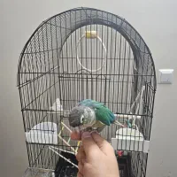 گیرینچیک تراکوییس با تمام وسایل