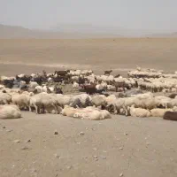 فروش گوسفند و بز