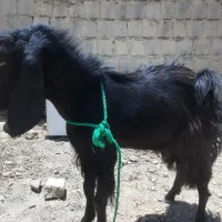 بز پر گوشت خالص نر