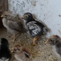 جوجه|حیوانات مزرعه|نهاوند, |دیوار