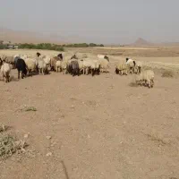بزوبزغاله