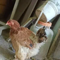 مرغ و خروس