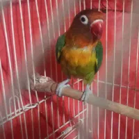 فروش پرنده  کوتوله یا طوطی برزیلی