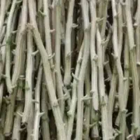 ترکه پیوند رقم پسته سفید،احمد آقای واکبری ممتاز