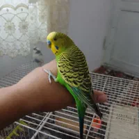 مرغ عشق