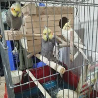عروس هلندی سخنگو