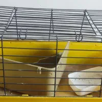 قفس گربه و خرگوش و پرنده با جای خاک و غذا