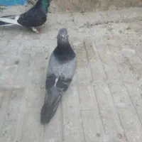 کبوتر