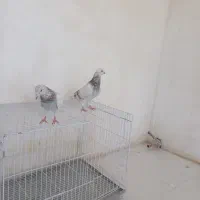 کبوتر جفتگاه