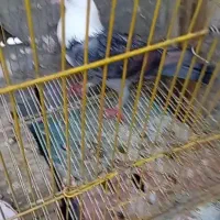 کفتر بوم|پرنده|مشهد, کشف|دیوار