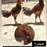 مرغ خروس عالی