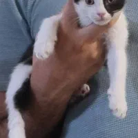 بچه گربه نمک