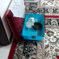 خرگوش