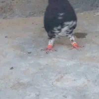 خوشرنگ گلدار ماده و یال گلدار ماده