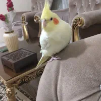 عروس هلندی