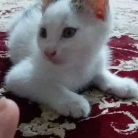 واگذاری رایگان دو پسر دوماهه زیبا