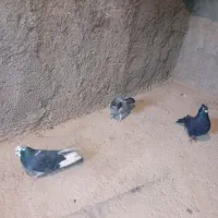 کفتر سالم و سرحال