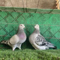 موریس دلبر وارداتی