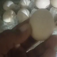 سلام دوستان عزیز تخم مرغ چابهاری موجود هست