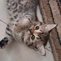 بچه گربه اسکاتیش بریتیش