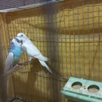 مرغ عشق|پرنده|اصفهان, کوی گلزار|دیوار