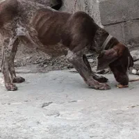 ‌...|سگ|گالیکش, |دیوار