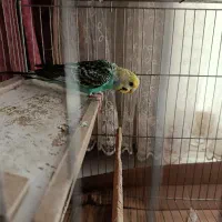 مرغ عشق ماده