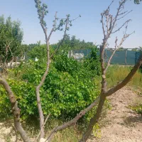 317متر-باغ-انگوری-فنس-دار-چسب-روستا-ده-حسن