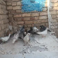 14 عدد کفتر