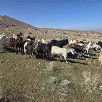 کلر،بزشکم اول دوقلوزا داشتی کهره دار