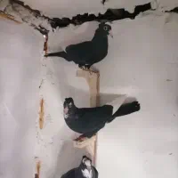 پلنگ|پرنده|کرمان, |دیوار