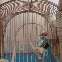 فنچ